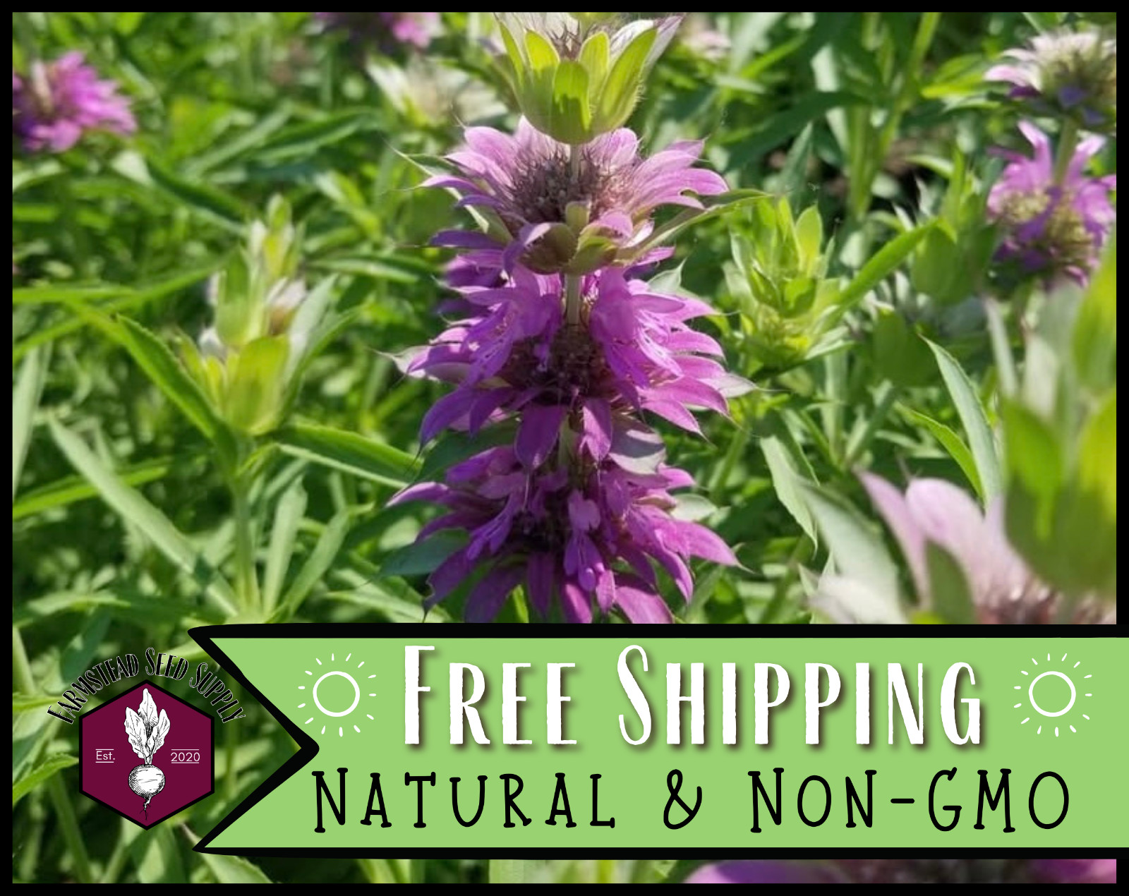 3,500+ Lemon Bee Balm Seeds | Flower & Herb Seed, Monarda citriodora, Lemon Mint