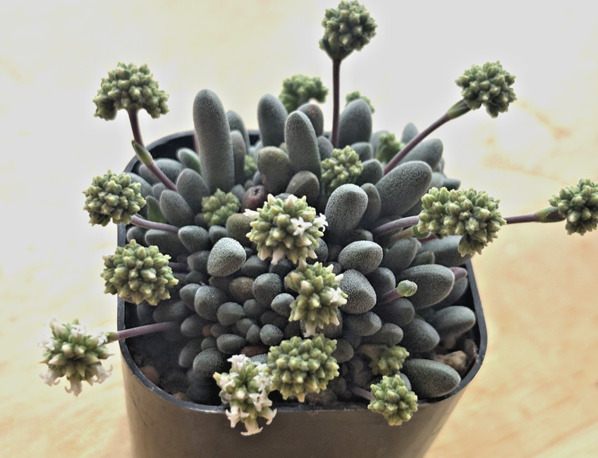 Crassula namaquensis aff. R & Y 2043 Dadidas succulent cactus