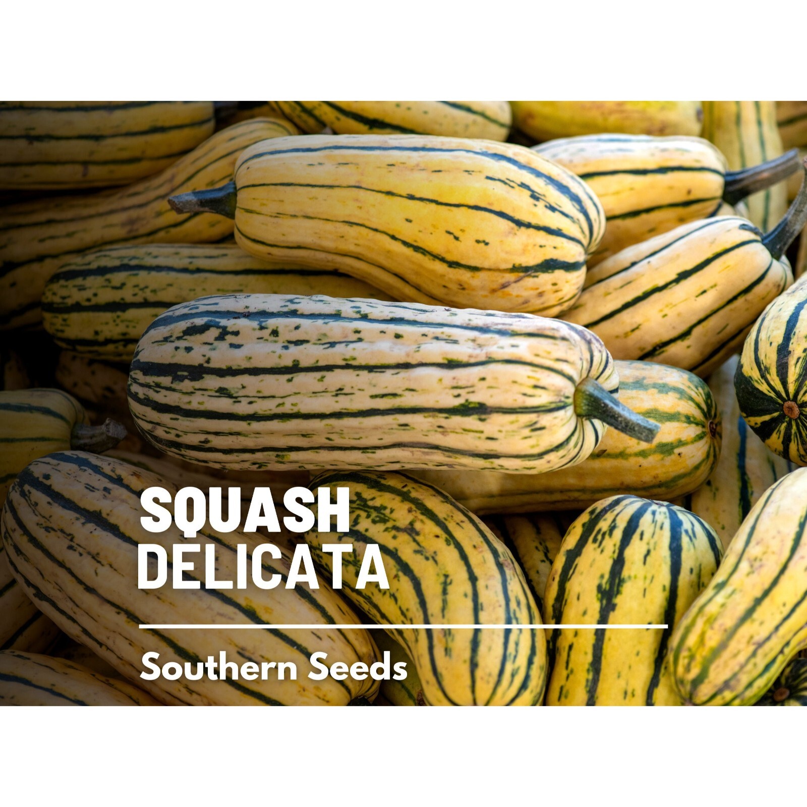 Squash, Delicata (Winter) – 20 Seeds – Heirloom Vegetable, Sweet Potato Squash,