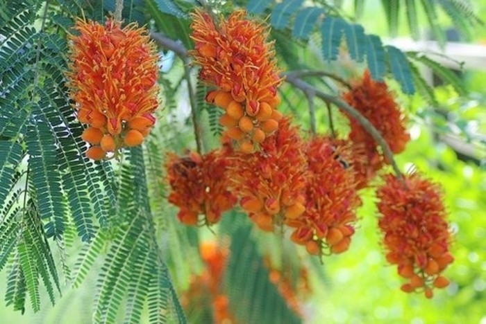 Colvillea Racemosa Tree 8 Seeds, Rich Orange Colville’s Glory Madagascar