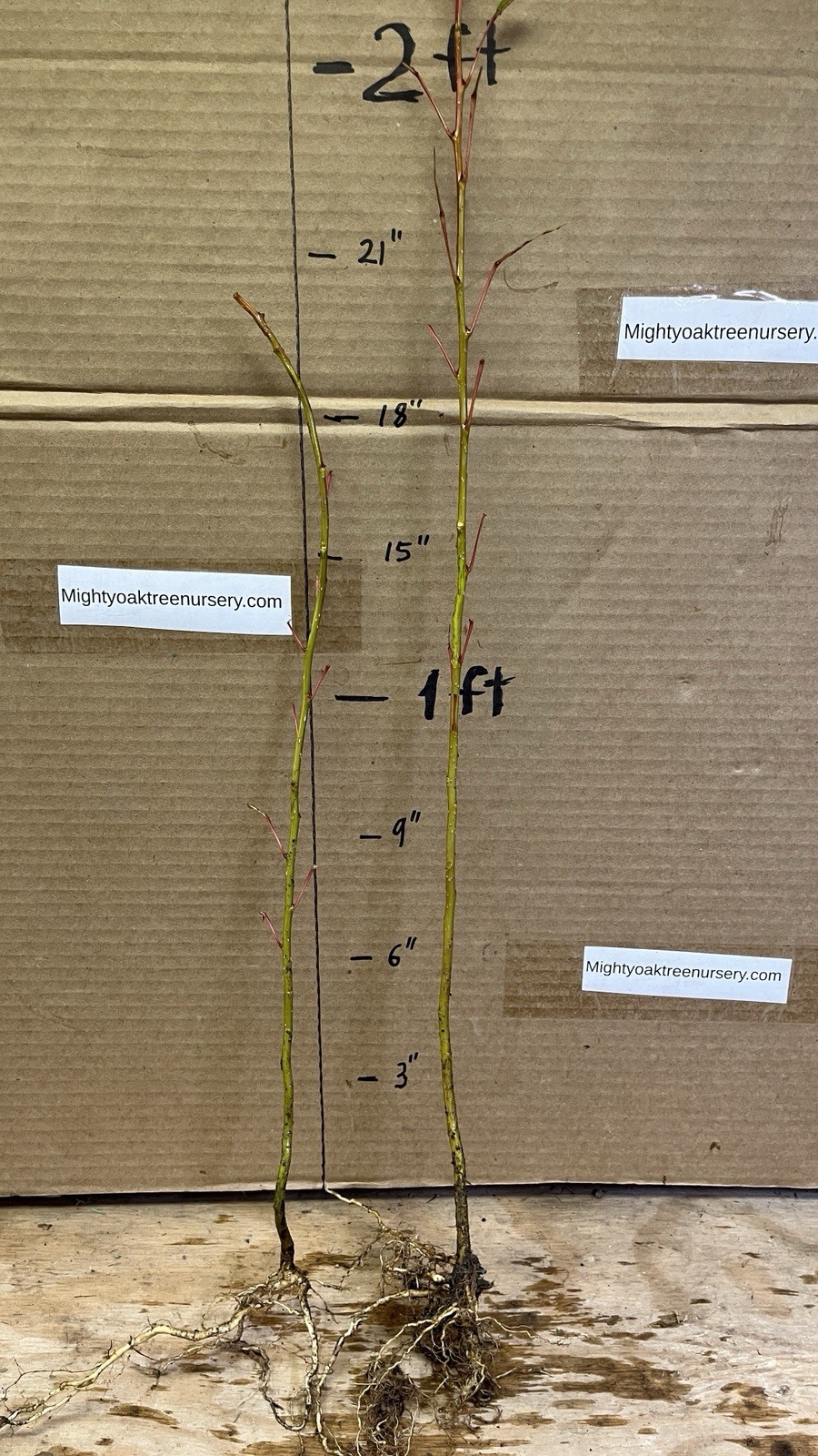 Cottonwood Tree, 2 year old 2 ft tall bare root plant, Populus Fremontii