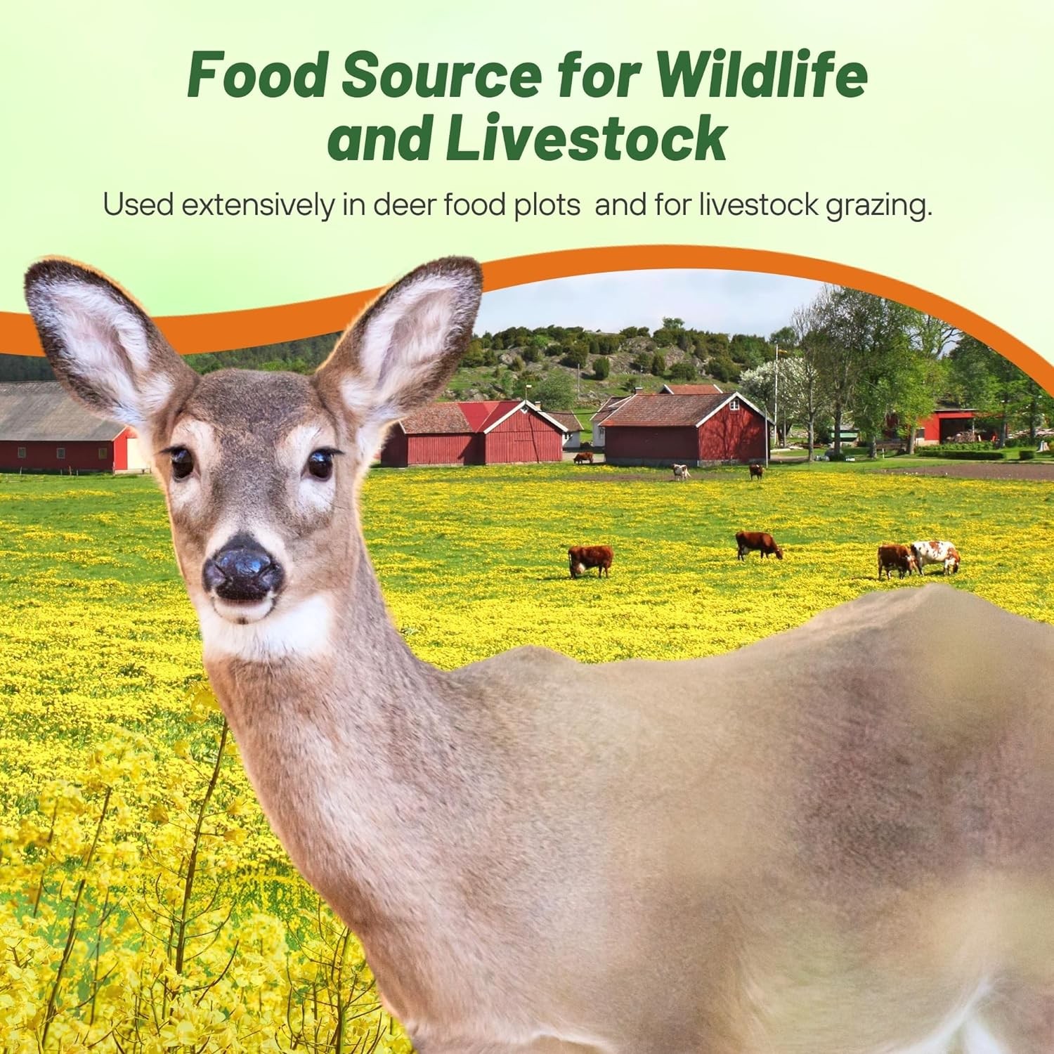 50 LBS Trophy Rape Seed For Deer Food Plots – Brassicas