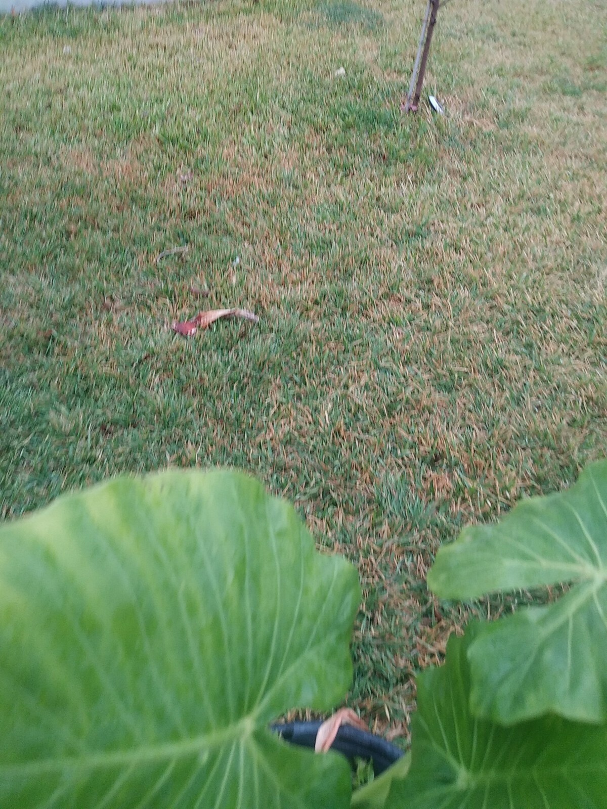 Taro Elephant Ear plants 4 feet tall