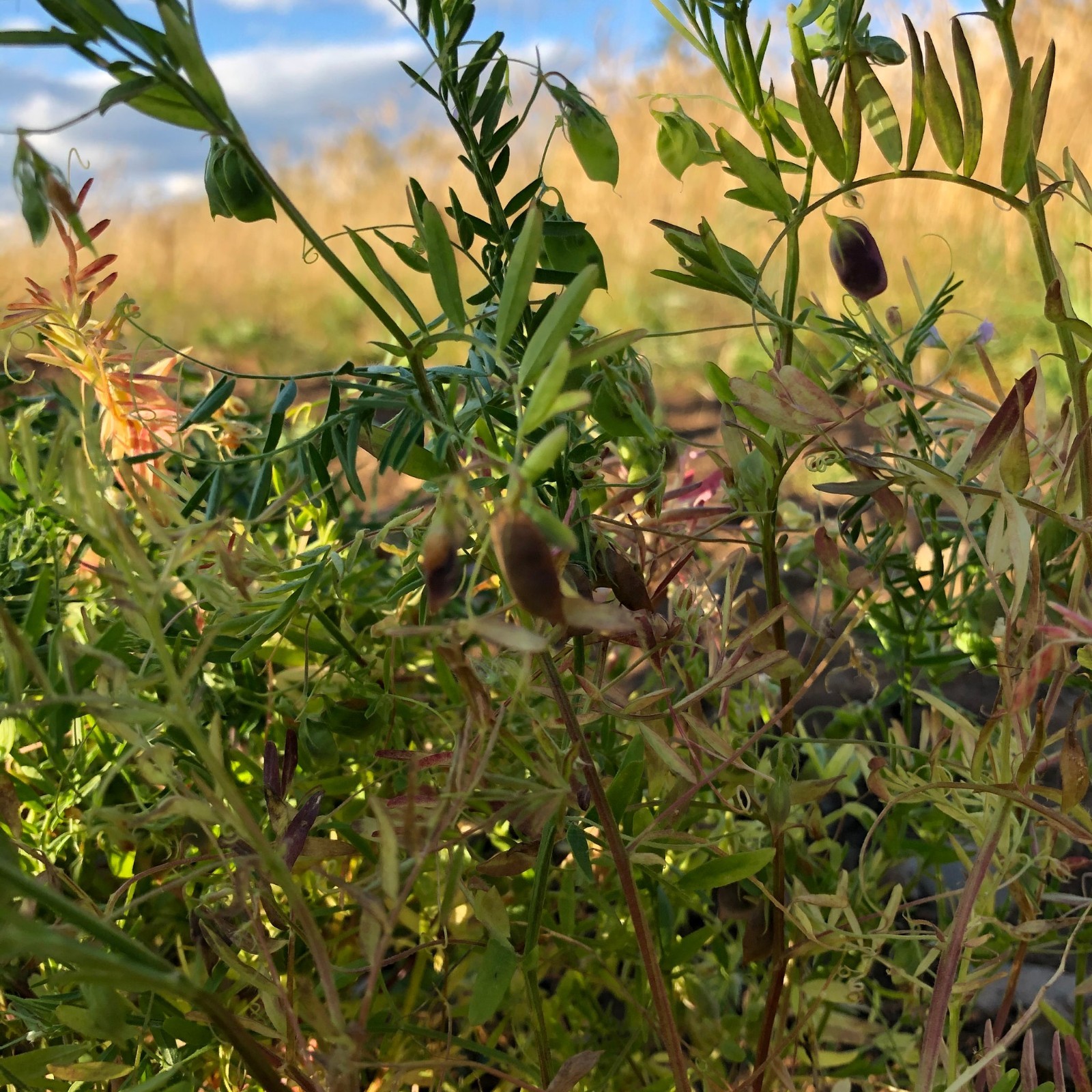 Black Beluga Lentil Seeds (50) / Bush / DELICIOUS / Rare