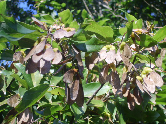 20 CHINESE EVERGREEN MAPLE SEEDS – Acer coriaceifolium