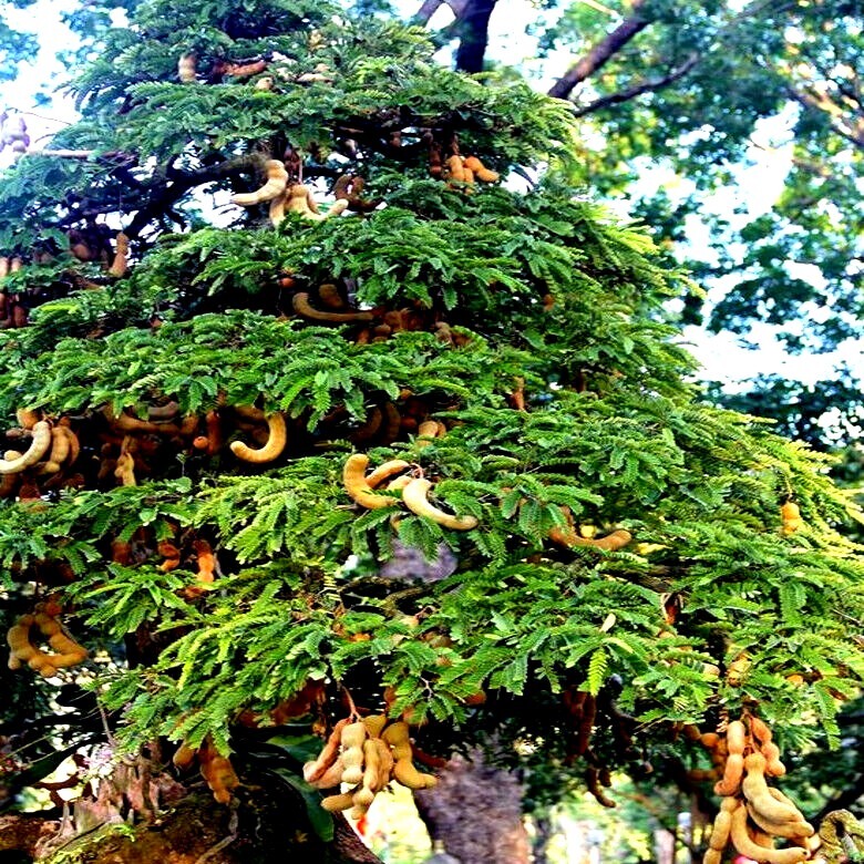 100 Tamarind Tree Seeds Tamarindus indica Tropical Fruit Flower Plant, Bonsai