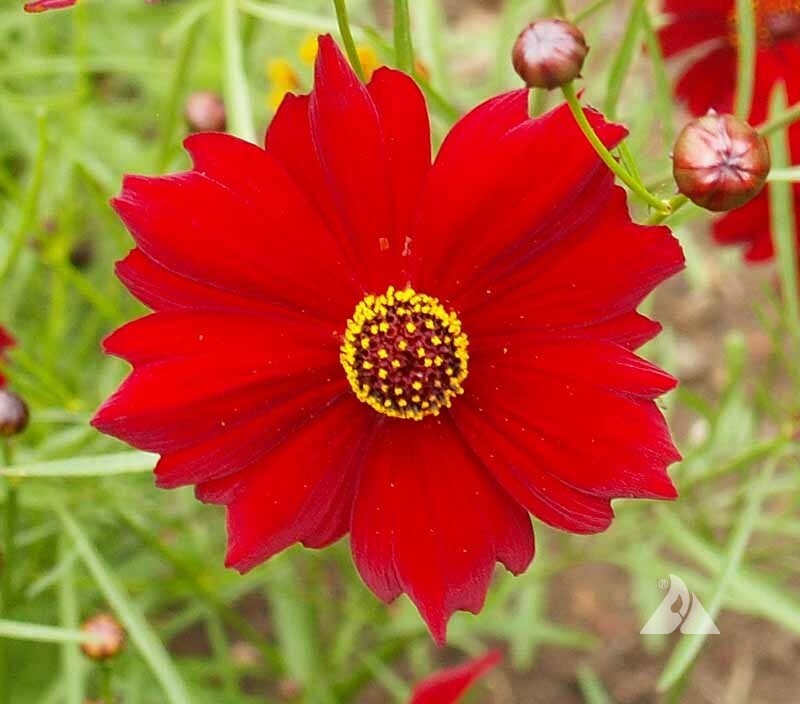 Coreopsis DWARF RED PLAINS 12-15″ Butterfly Garden Fall Blooms Non-GMO 300 Seeds