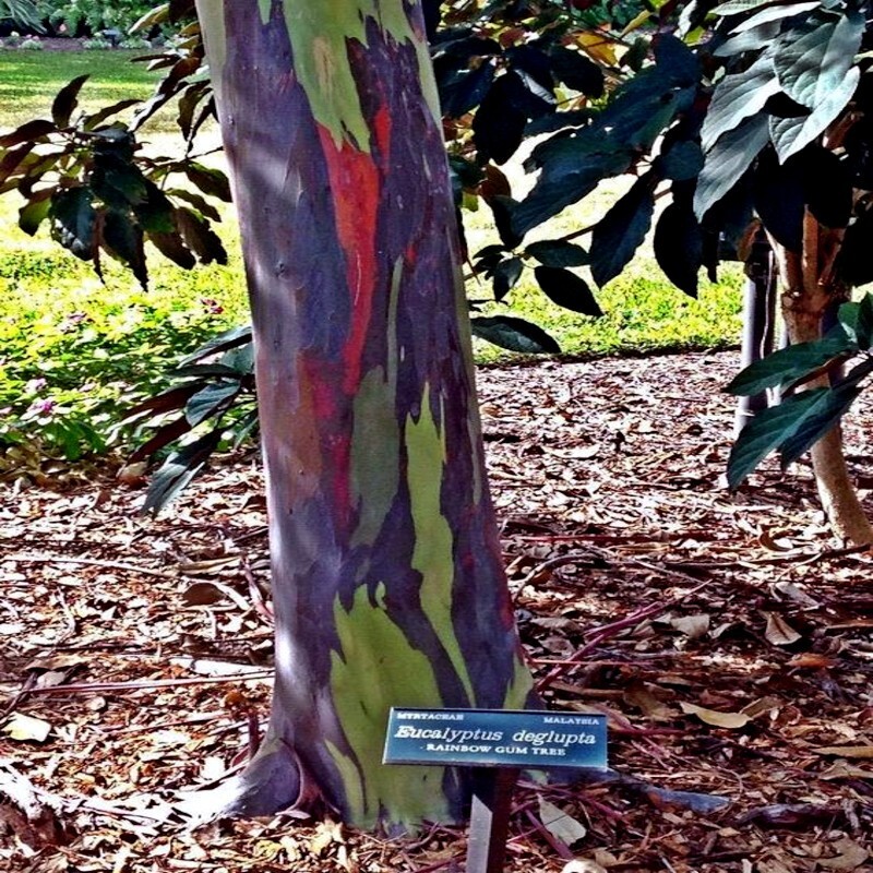 50 Rainbow Eucalyptus deglupta Tree Seeds Fast Tropical Indonesian Mindanao Gum