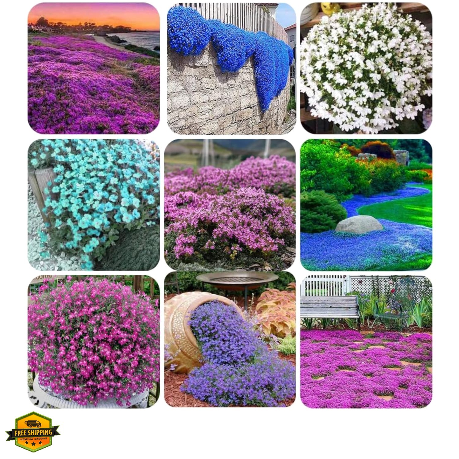 1000+ Mix Creeping Thyme Seeds for Planting, Thymus Serpyllum Heirloom, Groun…