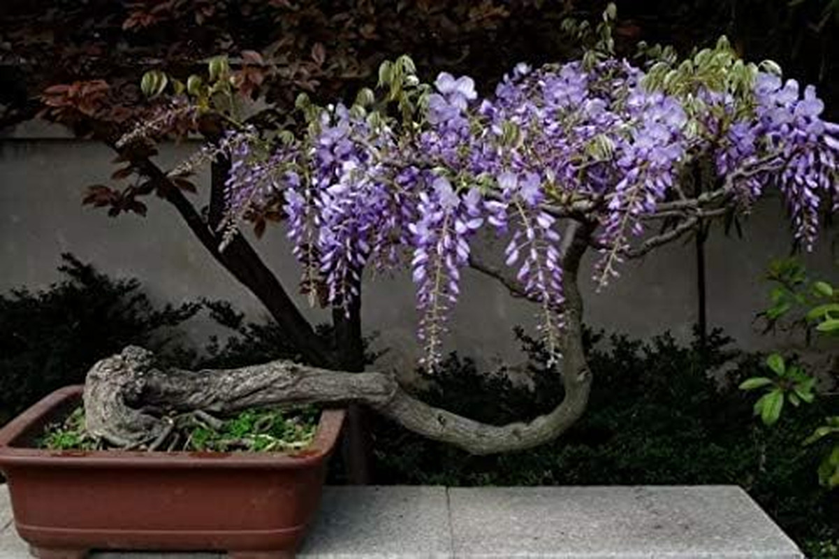 Chinese Wisteria Tree Seeds, Bonsai Seeds, Pack of 30 Bonsai Tree Seeds