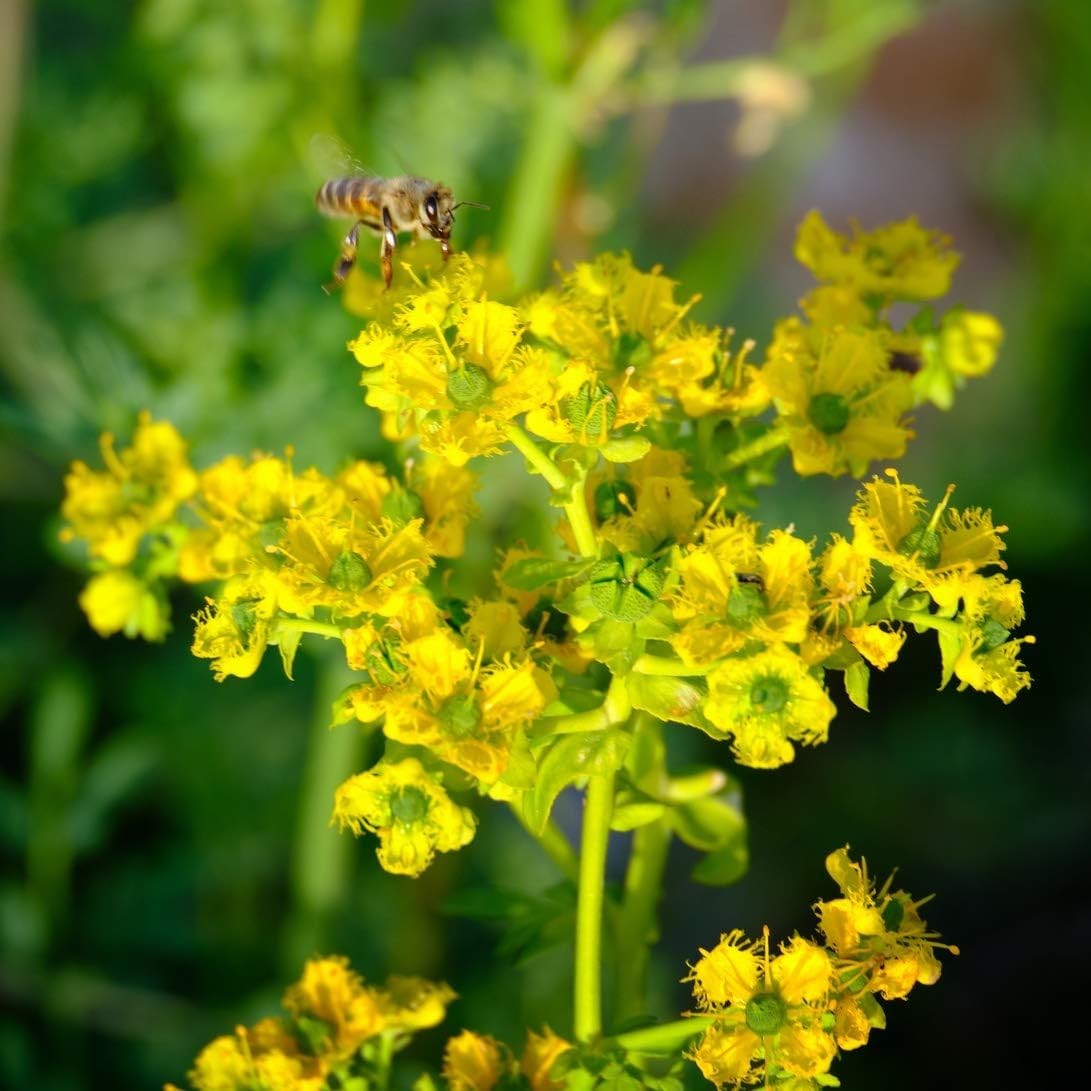 150 Open Pollinated Rue Seeds – Attracts Swallowtail Butterflies & Deters Cats