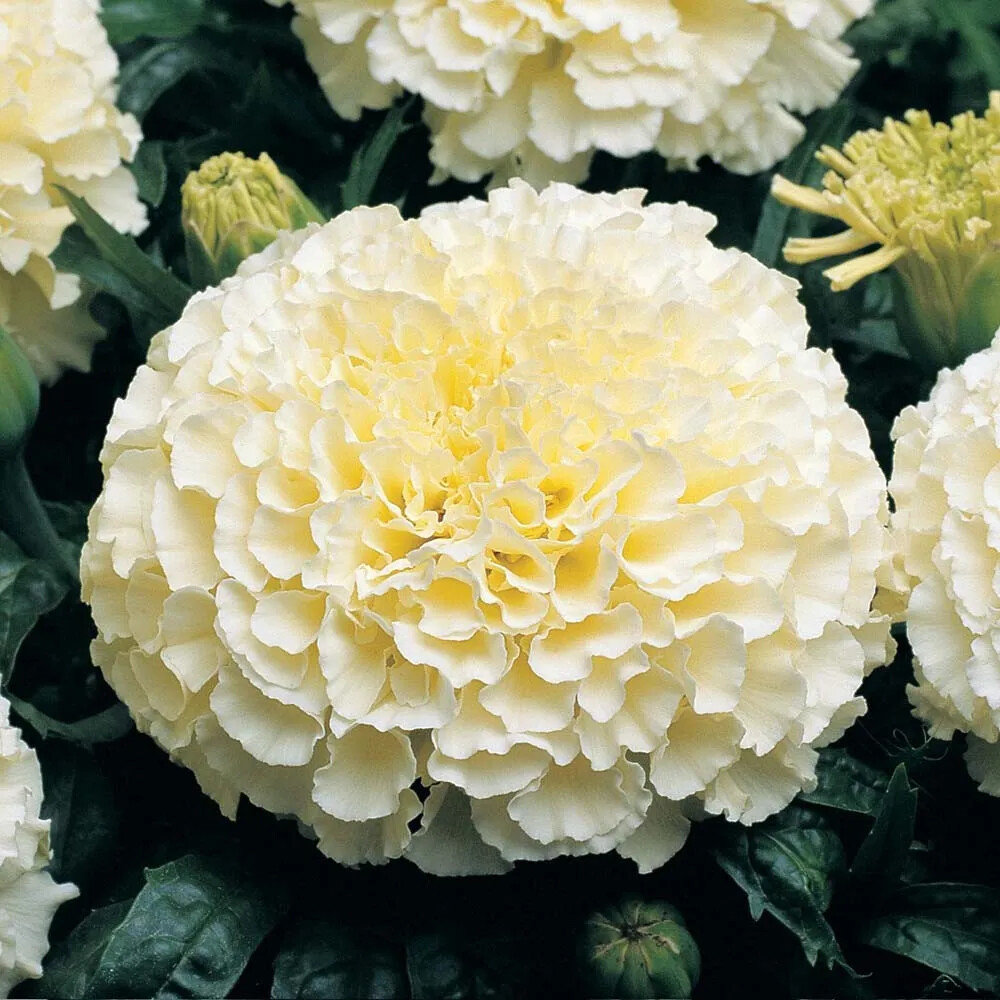 Moonlight Marigold Seeds | 25 – 250 Seeds | Flower Seeds | Free Shipping | 1192