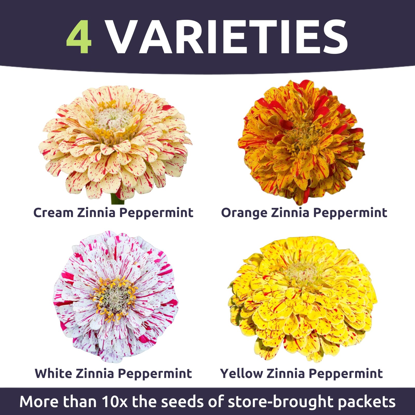 Zinnia Peppermint Stick Large 1 Ounce Packet 4,000 Flower Seeds Elegans