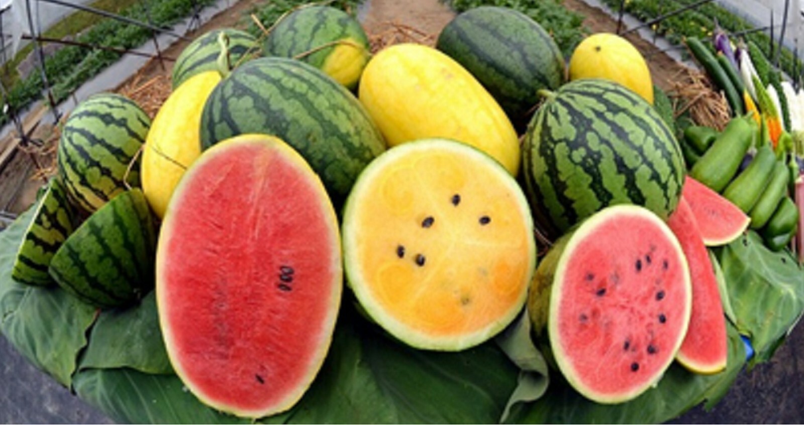 Red or Yellow Crimson Watermelon Seeds sweet and tasty
