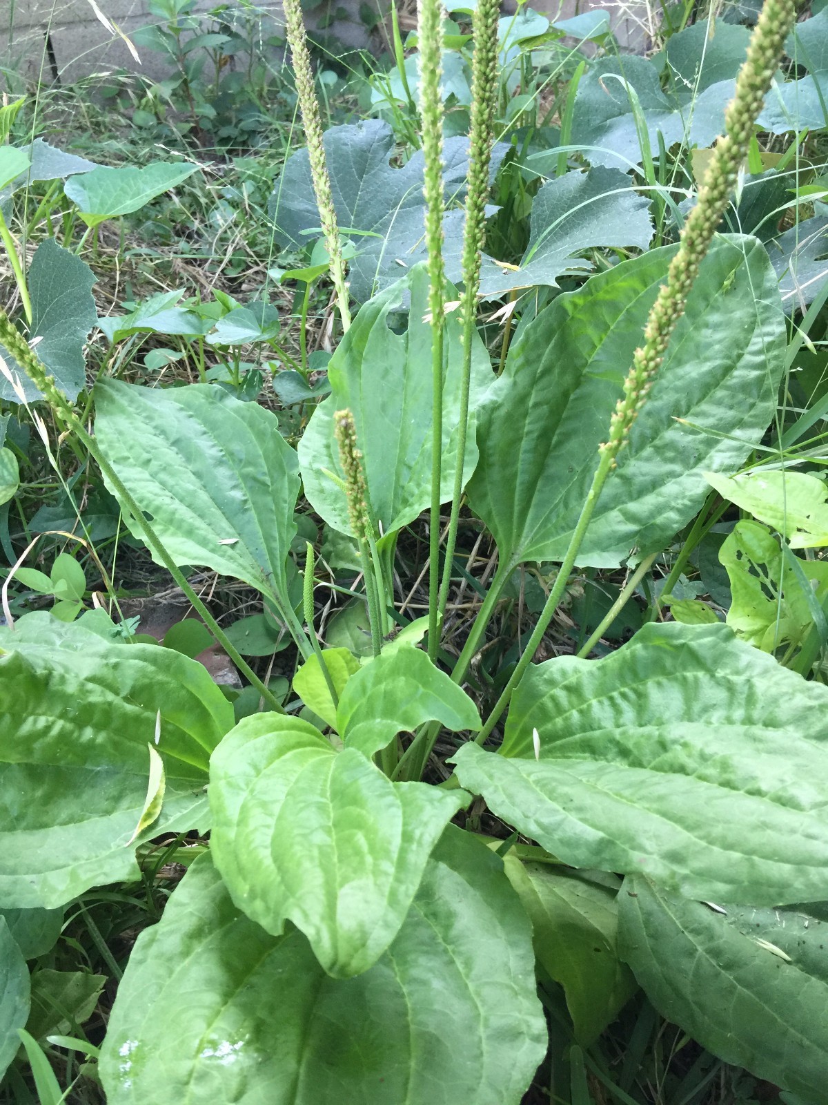 2000 Broad Leaf Home Garden Organic Plantain Plantago Major Rosularis Herb Seeds