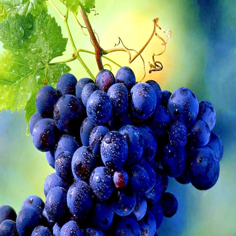 20 WINE GRAPE SEEDS (Vitis vinifera) Vine Tree Fast Hardy Garden Fruit Plant