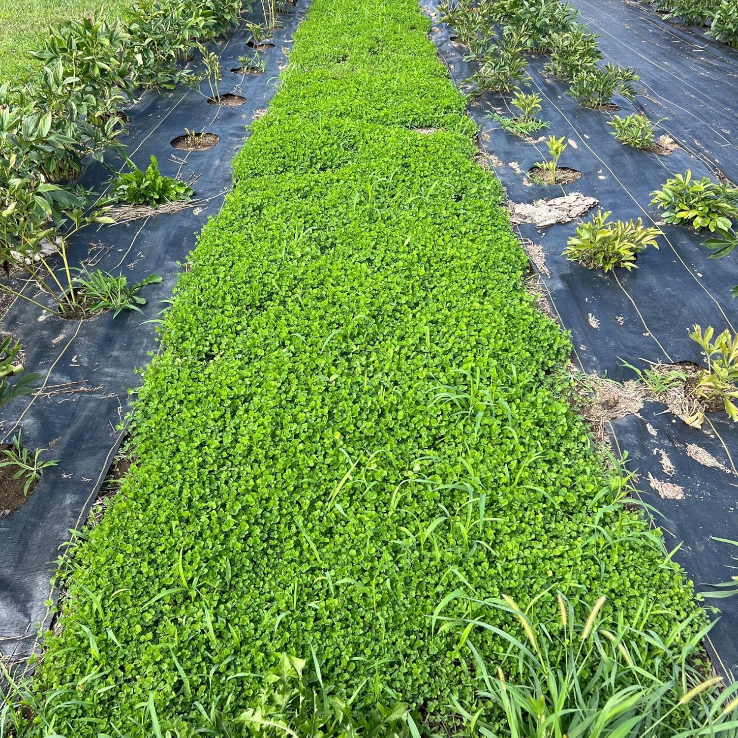 Micro Clover Seed for Lawn – 4 Oz – ~100,000 Microclover Seeds for Planting – Dr