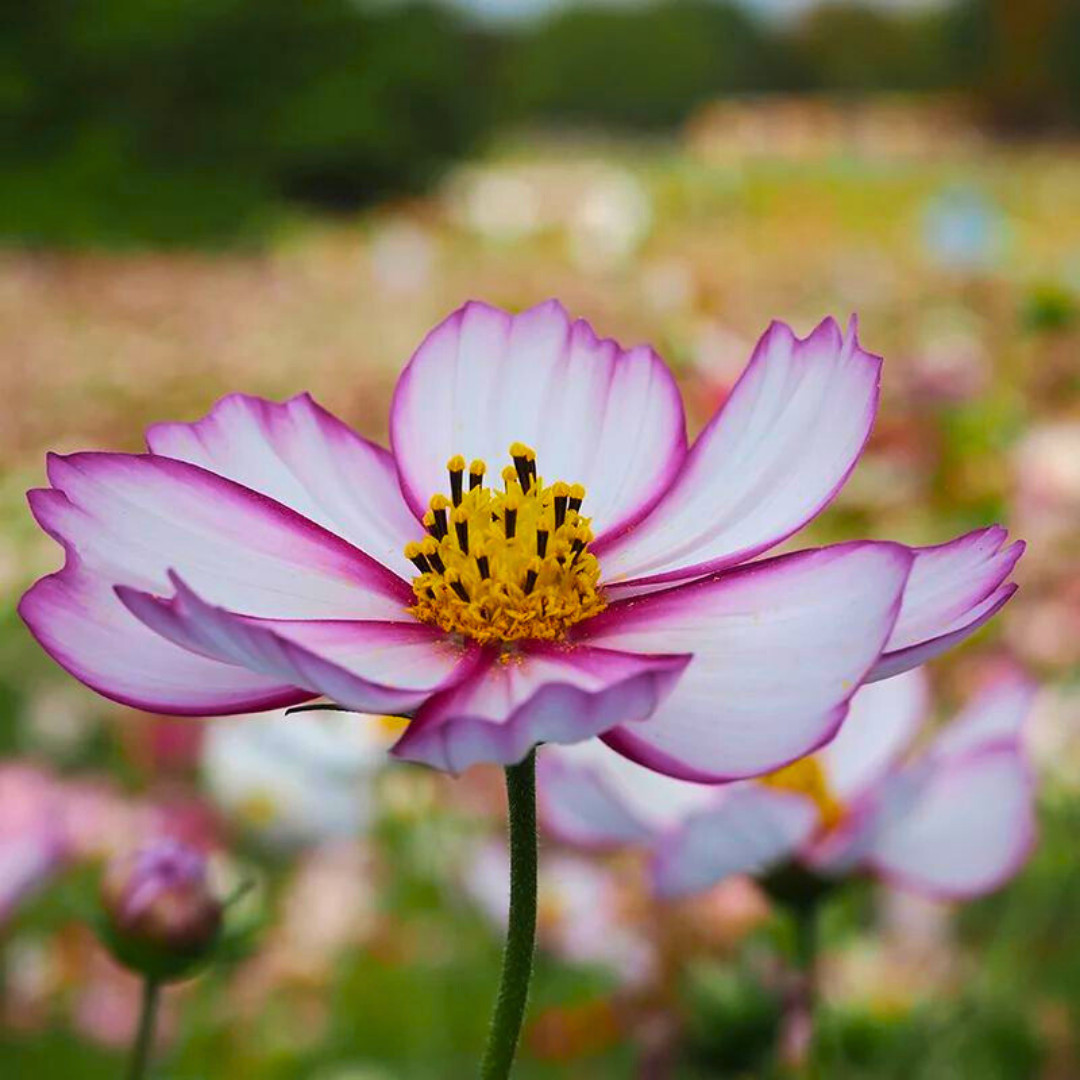 Fresh Beautiful Cosmos Seeds | Picotee | Heirloom Non-GMO | Flower Seeds