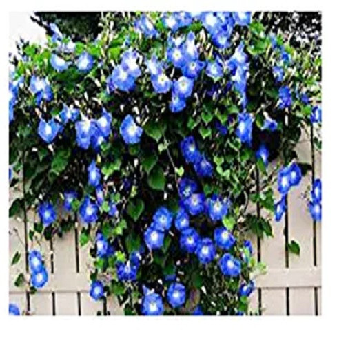 60 Heavenly Blue Morning Glory Seeds UNTREATED FRESH PICKED 2023 & REFRIGERATED!