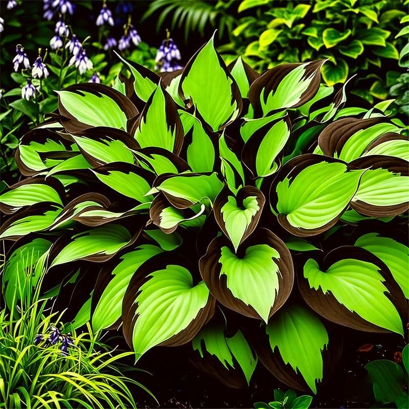115+ Unique Hosta Seed Packets for Potted & Shade Garden Planting
