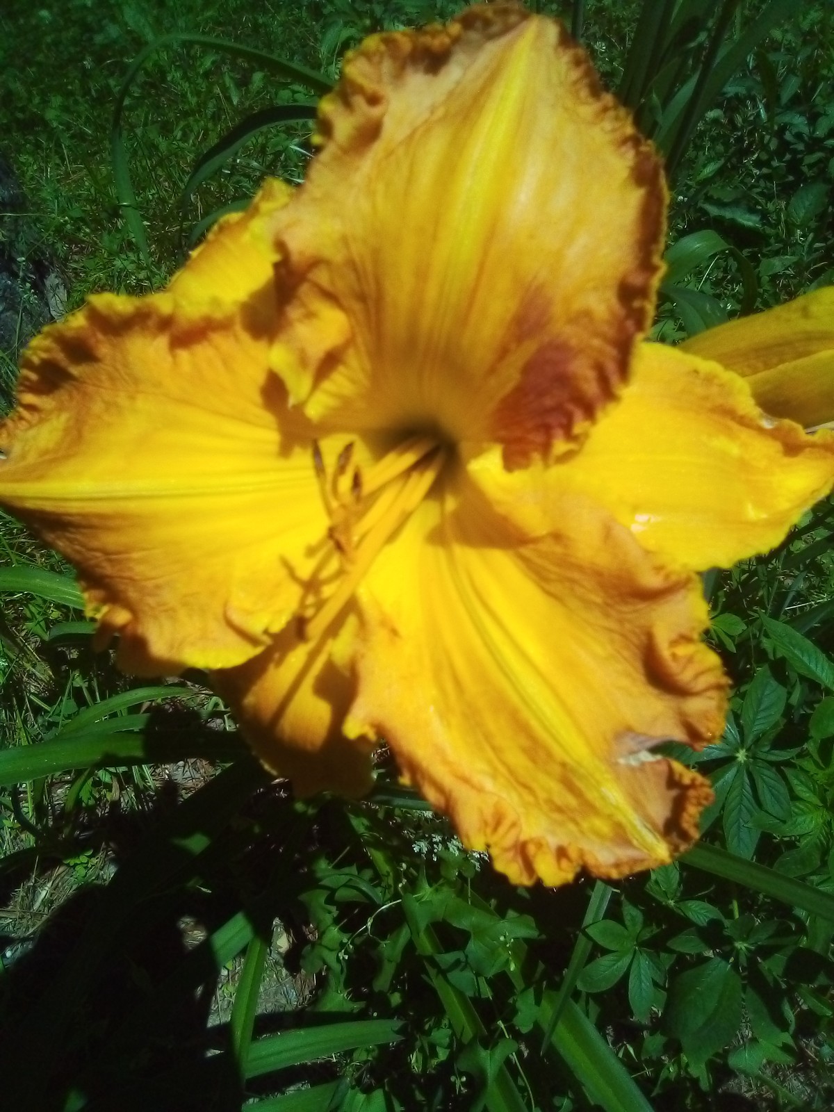 Daylily seeds ALL Kinds All Colors Perennial 35 plus seeds