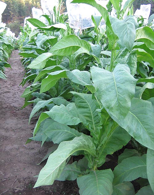 1000 Gold Leaf Orinoco Seeds ~ Heirloom Nicotiana Tabacum ~ Early High Yield!