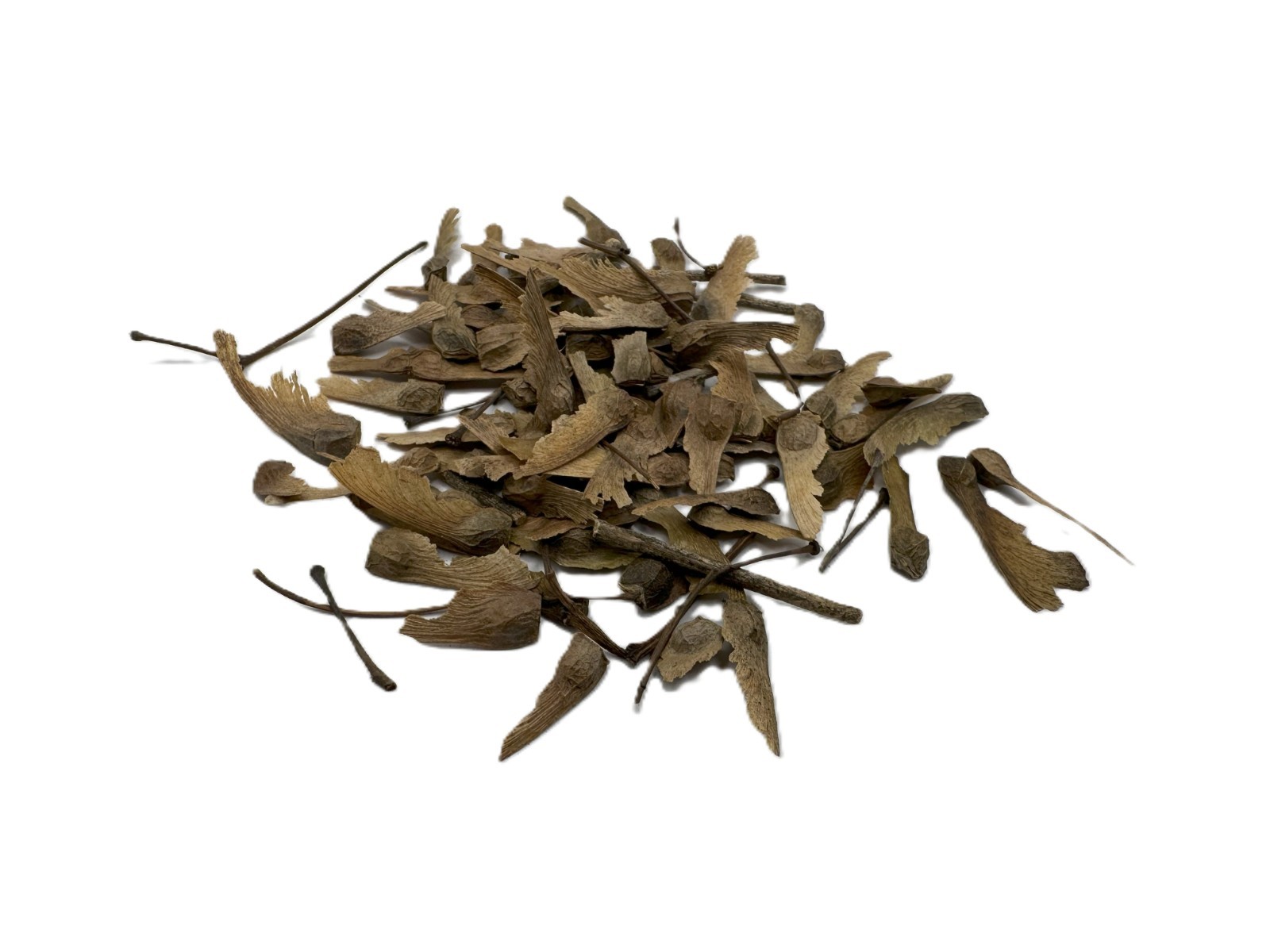 75 pcs Red Maple Tree Seeds for Planting. Acer Rubrum, Swamp Maple Tree Seeds
