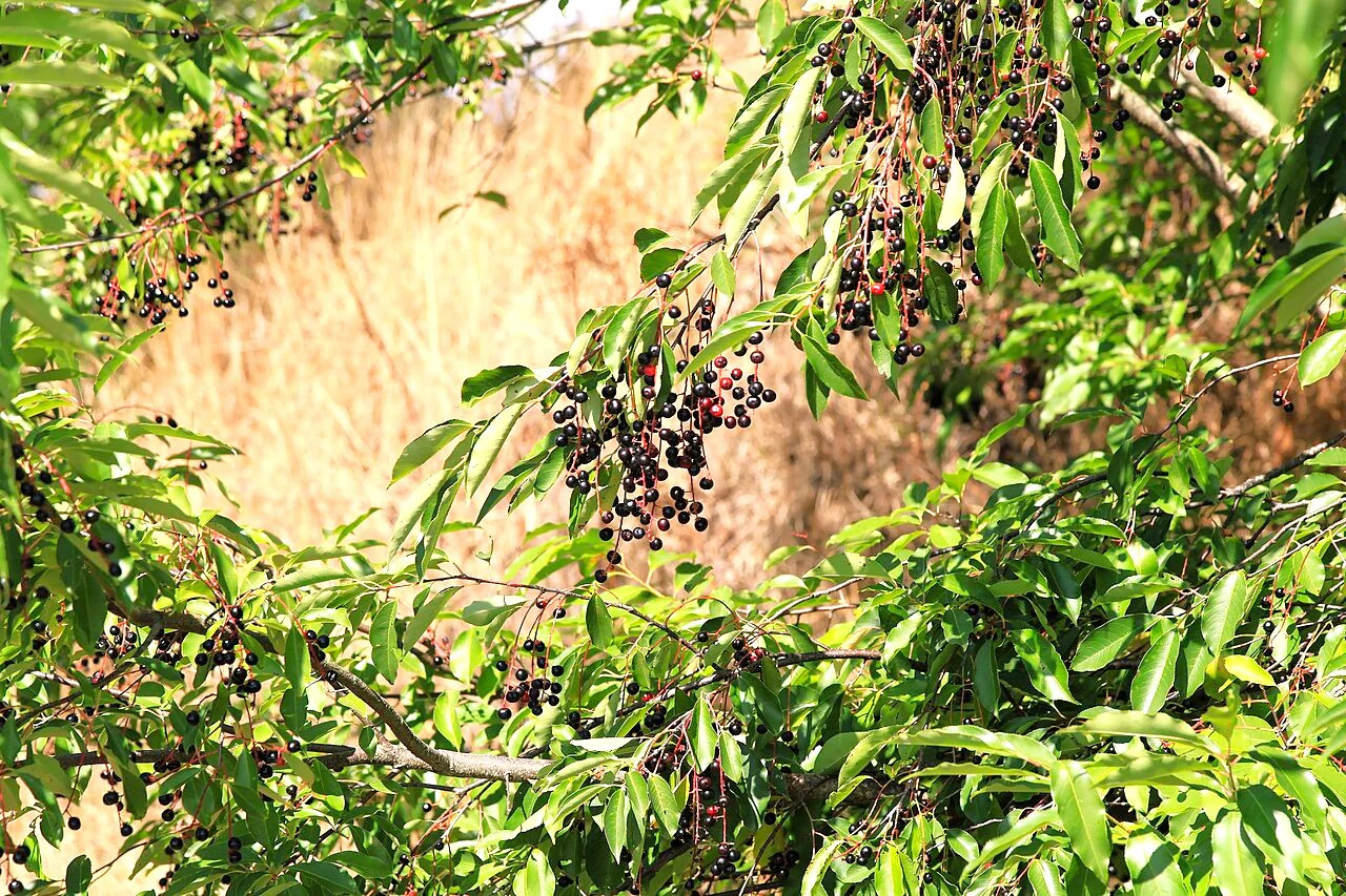 Black Cherry Tree Seeds – For 2026 Planting Prunus Serotina White Flower Blooms