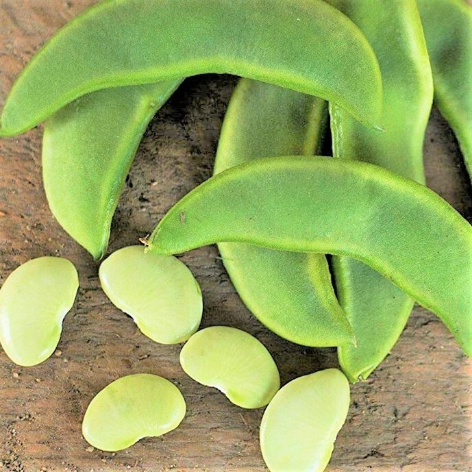 Henderson Lima Bean Seeds | Baby Butter Beans Green Fava Pea Vegetable Seed 2024