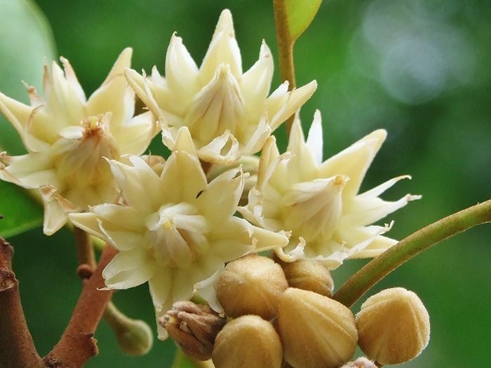 Mimusops Elengi Tree Fragrant Spanish Cherry, Indian Medlar Bakul