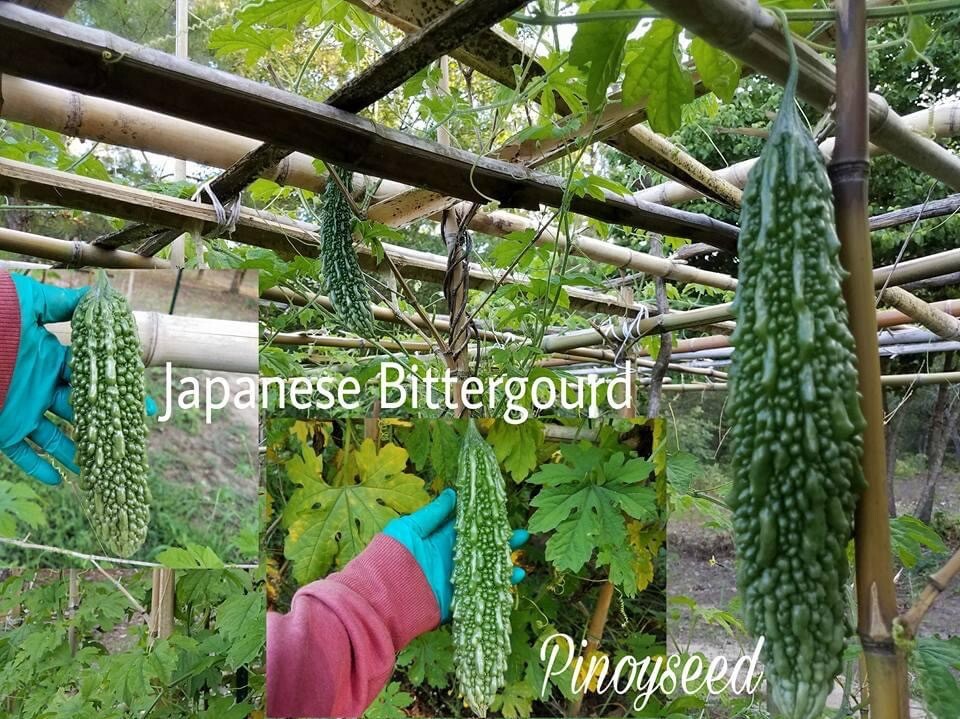 Japanese Futo-Spindle, Organic Bittergourd, Jap Ampalaya Heirloom USA -20+seeds