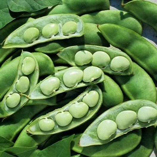 Lima Bean Seeds, Fordhook, Bush Lima Bean, Heirloom Non-Gmo, Heavy Producer 50ct
