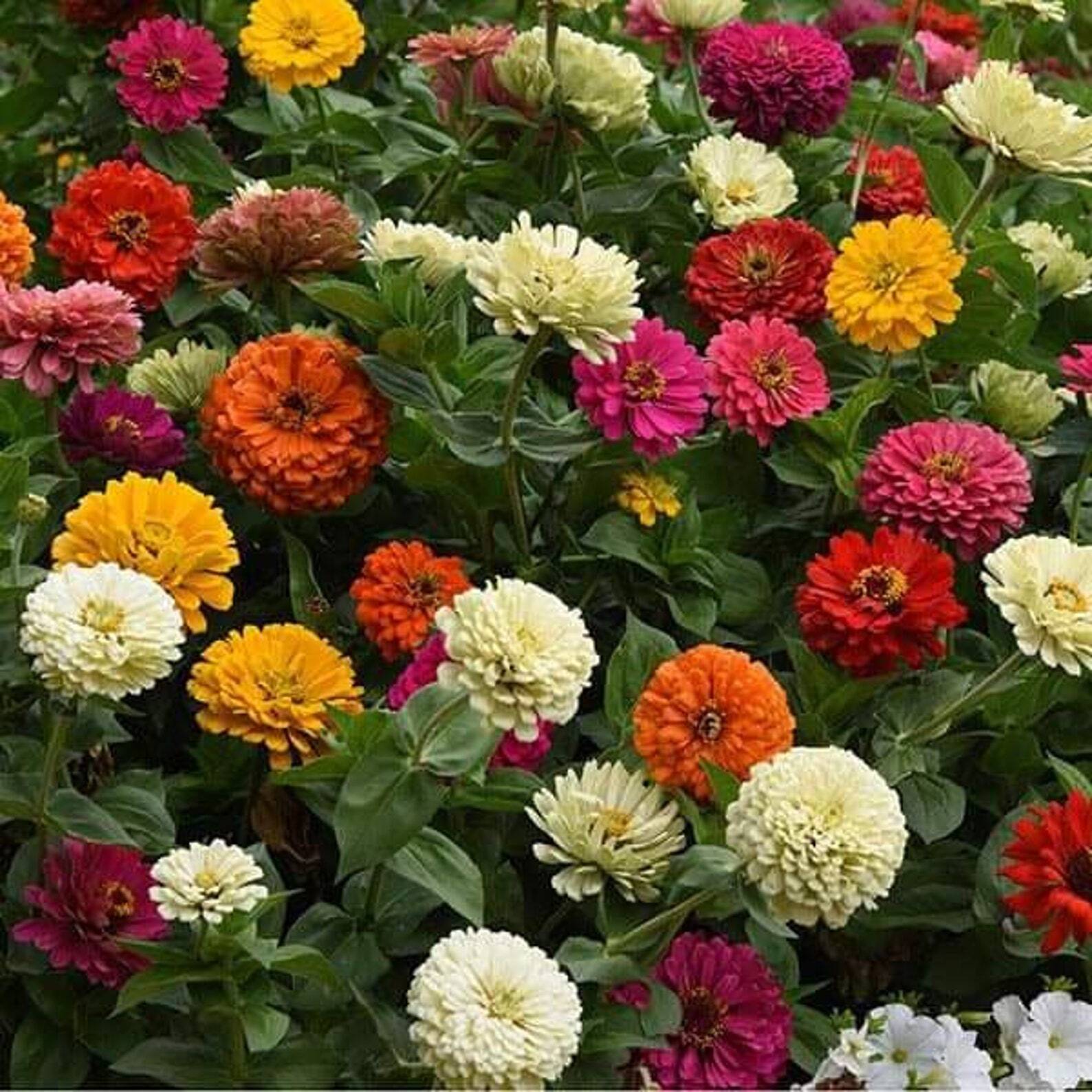 State Fair Zinnia Seeds 100+ Flower Elegans Annual MIXED USA SELLER FREE S&H