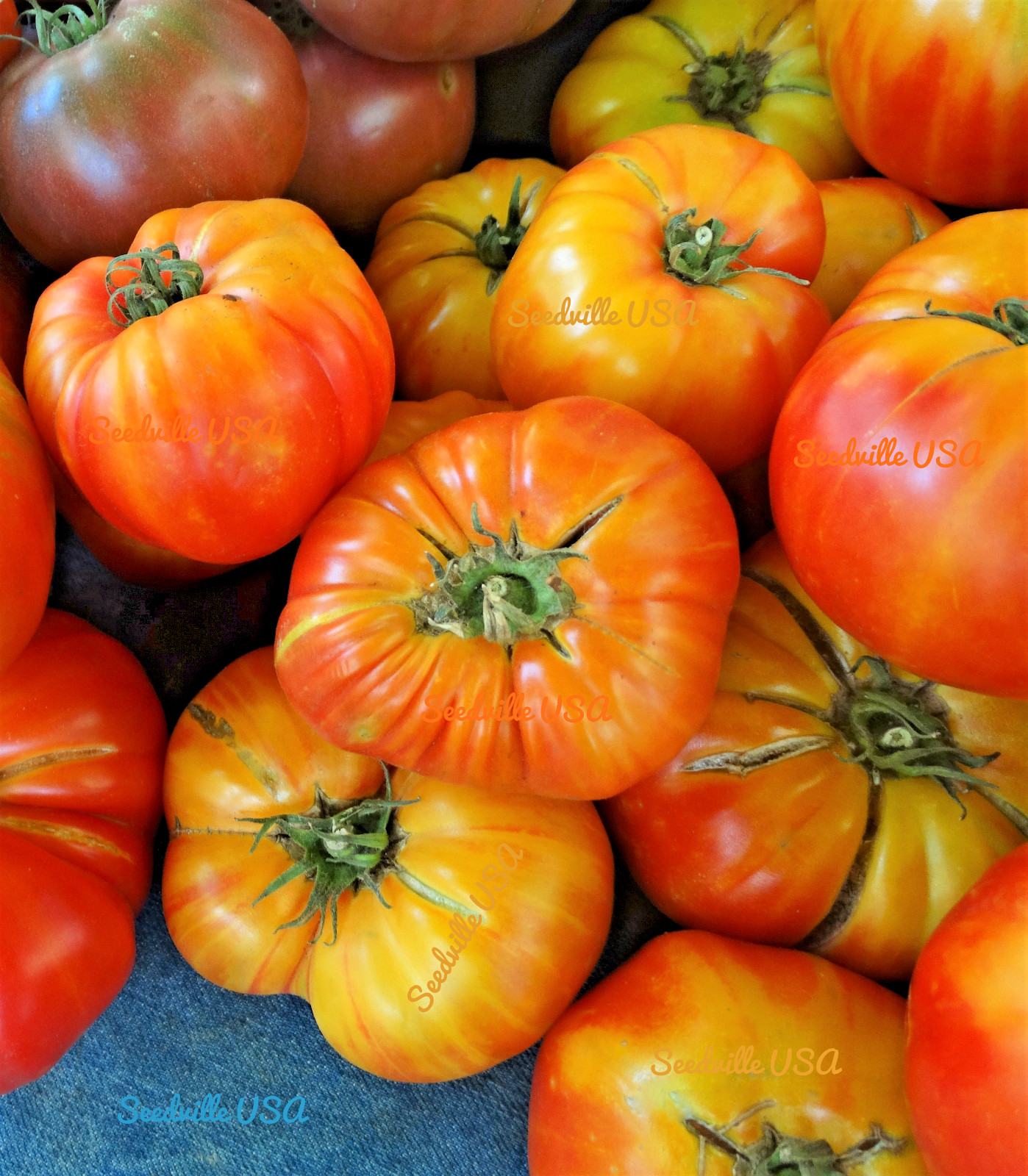 50 OAXACAN JEWEL TOMATO Bicolor Golden Yellow Striped Red Lycopersicon Seeds