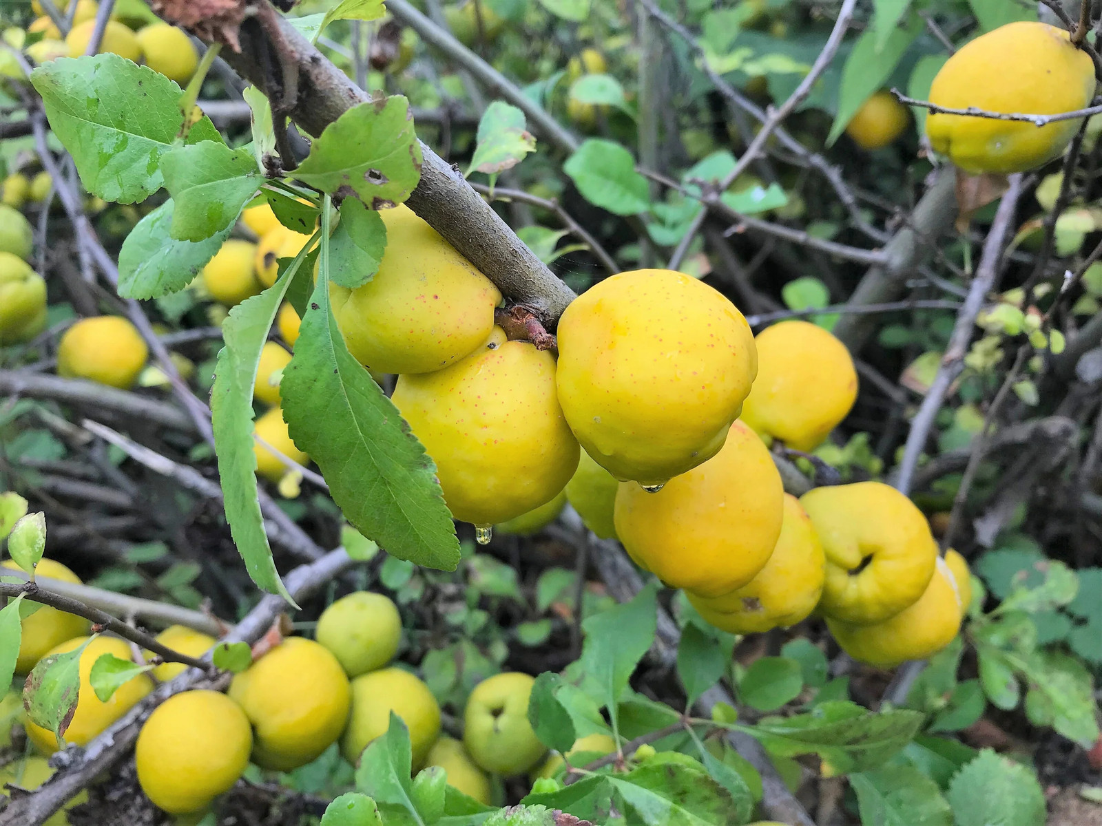 30 FLOWERING QUINCE Fruit Shrub Seeds Pink Red White Orange Chaenomeles Speciosa
