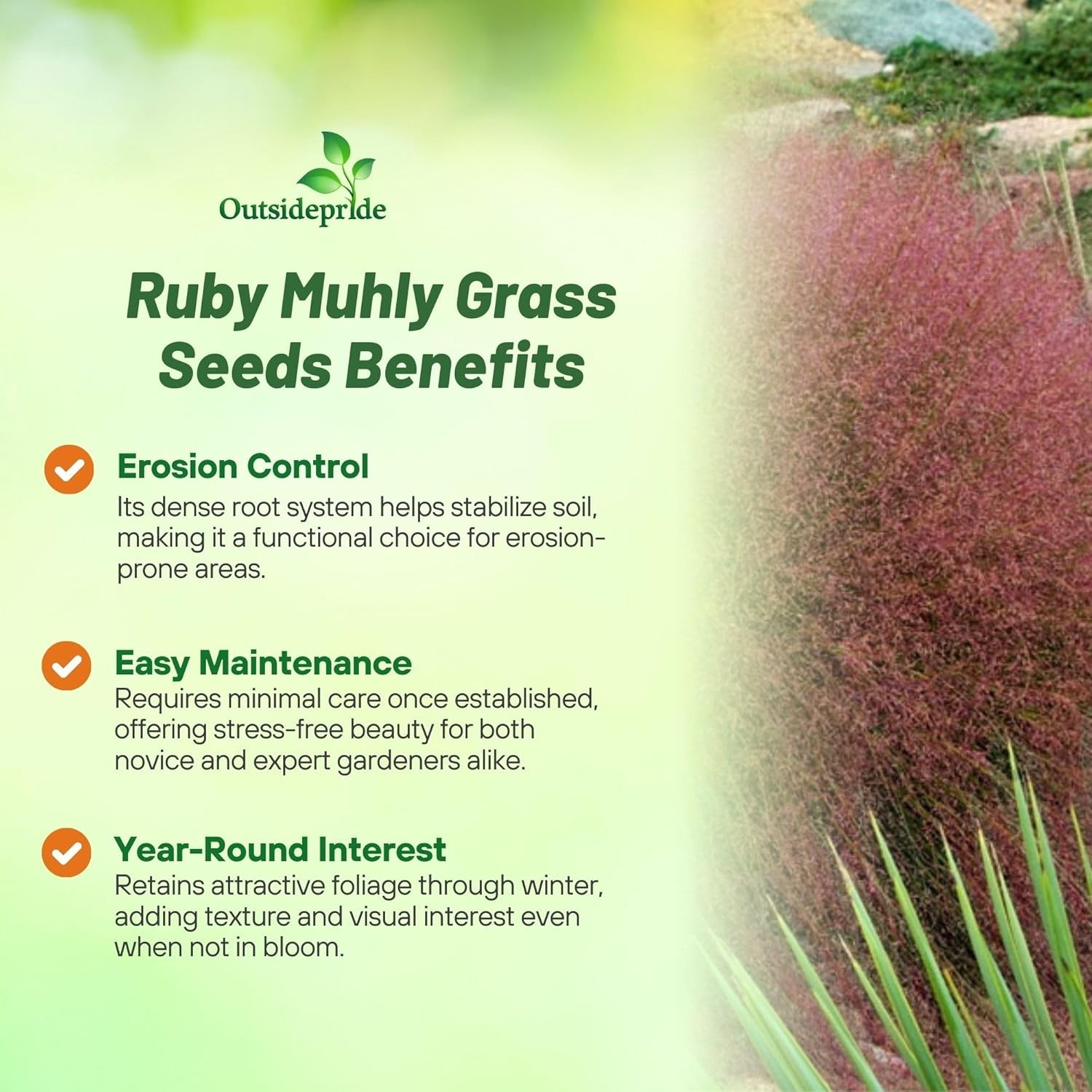 100 Seeds Drought Tolerant Muhlenbergia Ruby Muhly Ornamental Grass Plant Seeds