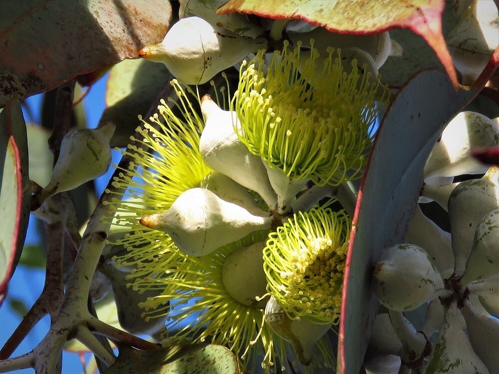 50+ Eucalyptus woodwardii Seeds – ‘Gungurra’, ‘Lemon-flowered Mallee’