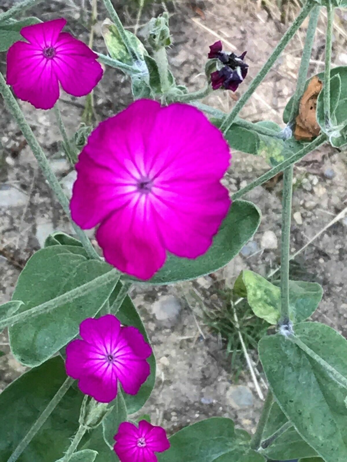 Purple-Rose Campion Perennial Vibrant Deep Color & Constant Flowering~120 Seeds