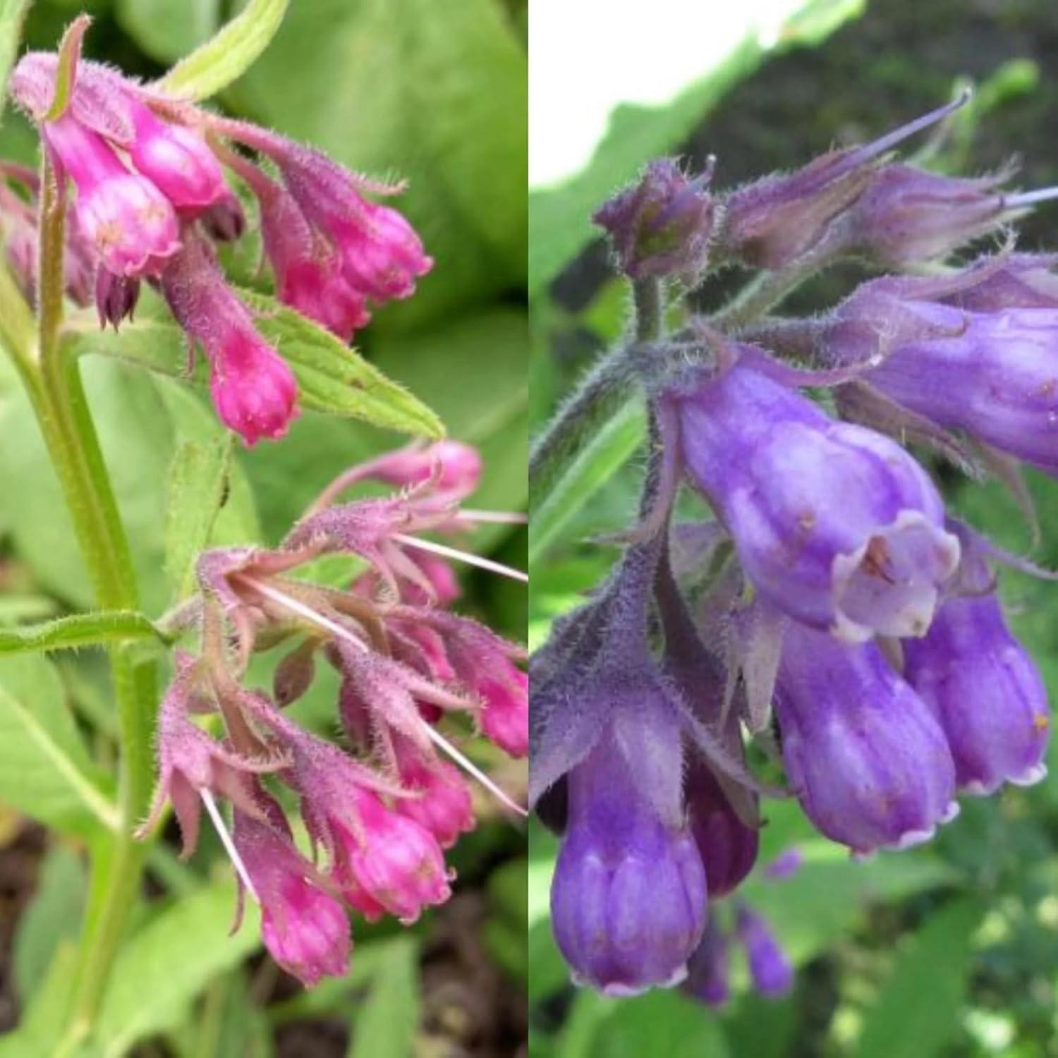100 Symphytum Officinale Comfrey Seeds – Non-gmo Heirloom Fresh Garden Seeds -us