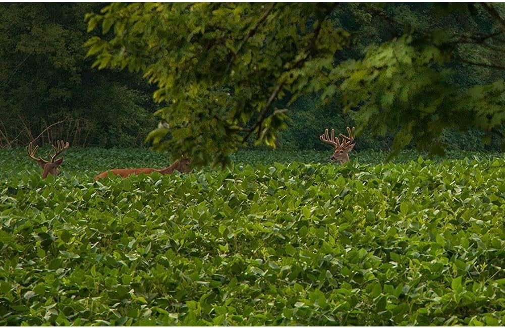 Deer Food Plot Seeds 5 Lb No-Till Forage Grass Clovers Brassica Fast Grow