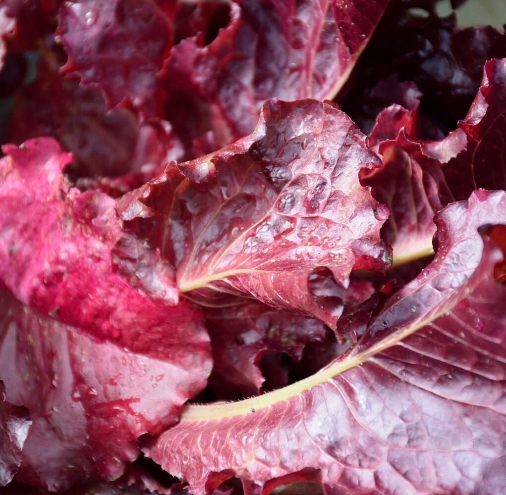 Ruby Red Leaf Lettuce Seeds | Non-GMO | Heirloom | Fresh Garden Seeds
