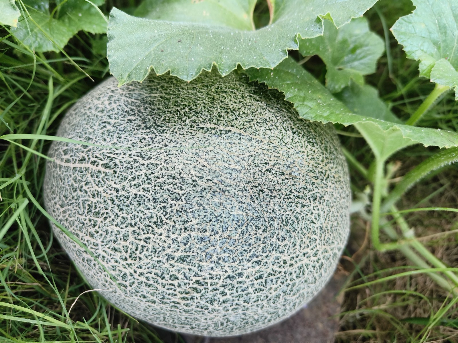 50 Texas Original Heirloom Pecos Cantaloupe Seeds – Legendary Pecos Sweet Melon