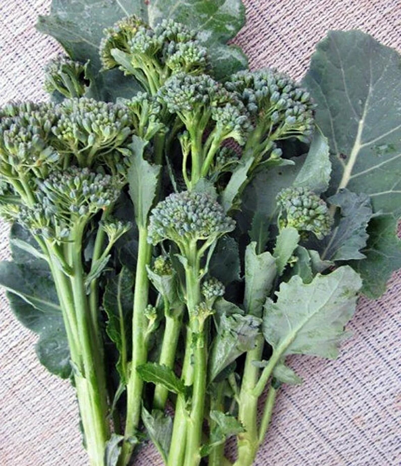 Green Calabrese Broccoli ORGANIC NON-GMO open pollinated garden planting!