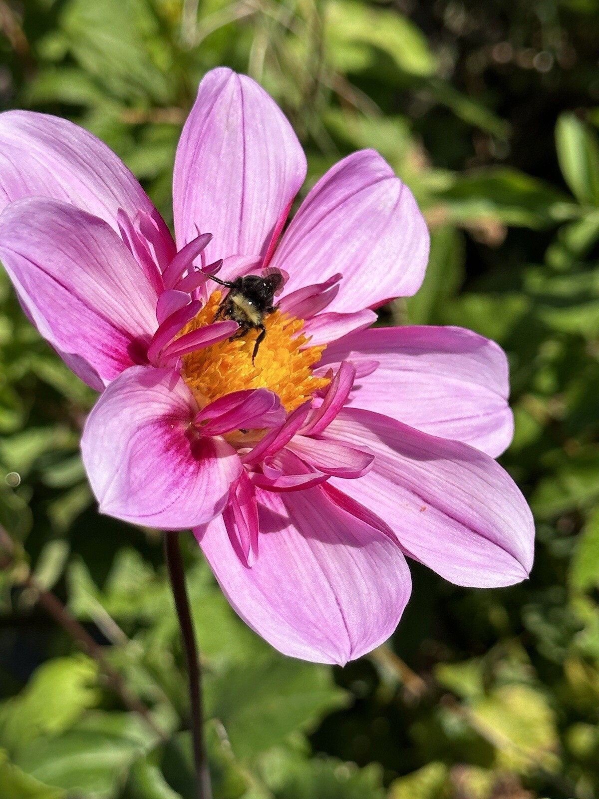 75+ DAHLIA SEEDS Open Pollinated XLNT Germination **Shipping US ONLY**