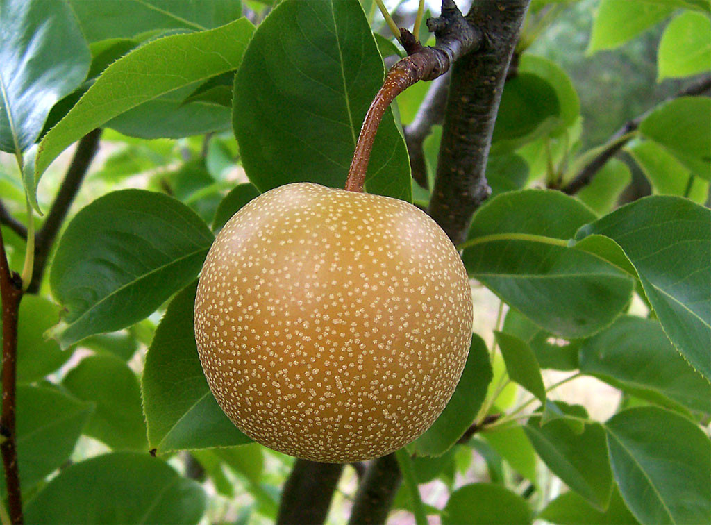 Asian Pear Flowering Tree | Premium Seeds | Pyrus pyrifolia ‘Spring’ | Plants’®