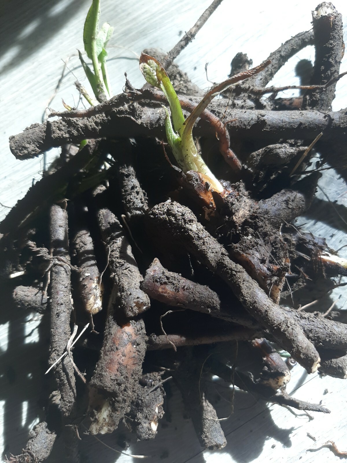 Freash Organic Comfrey Roots for Planting 15PCS Roots
