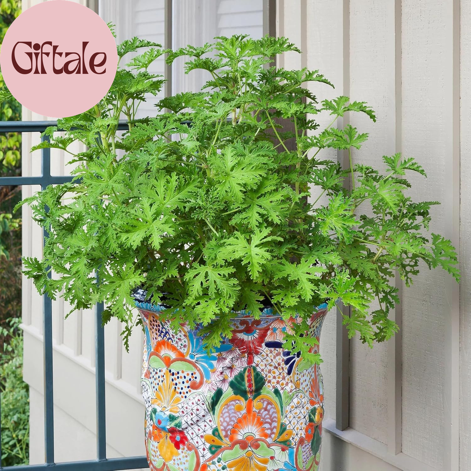 1600 Citronella Plant Seeds for Planting – Non-Gmo Mosquito Plant Seeds- Citrone