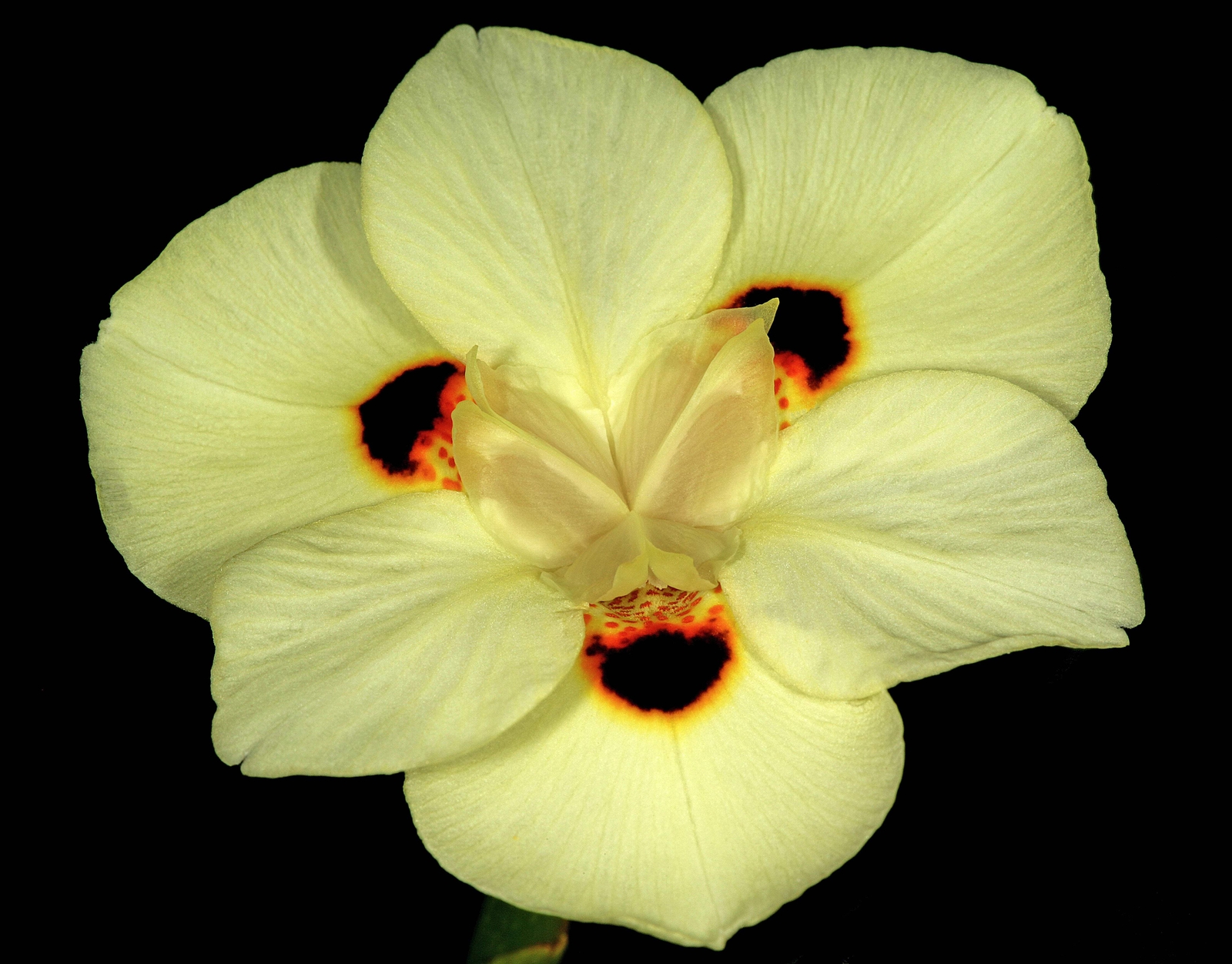 20 YELLOW AFRICAN IRIS Fortnight Lily Dietes Bicolor Butterfly Flag Flower Seeds