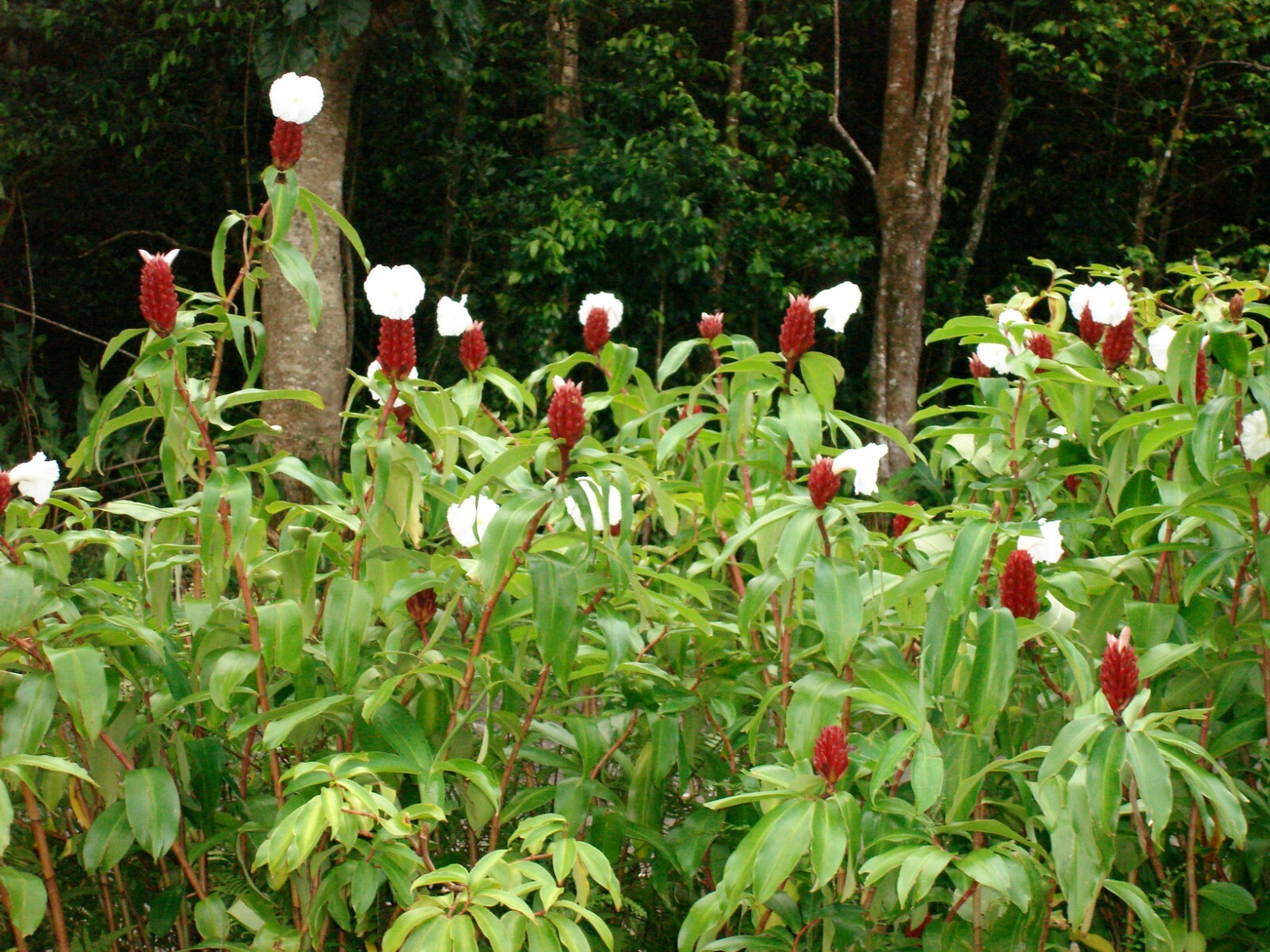 Crepe Ginger {Costus Speciosus} Rare Ornate Tropical 5 seeds Free Shipping