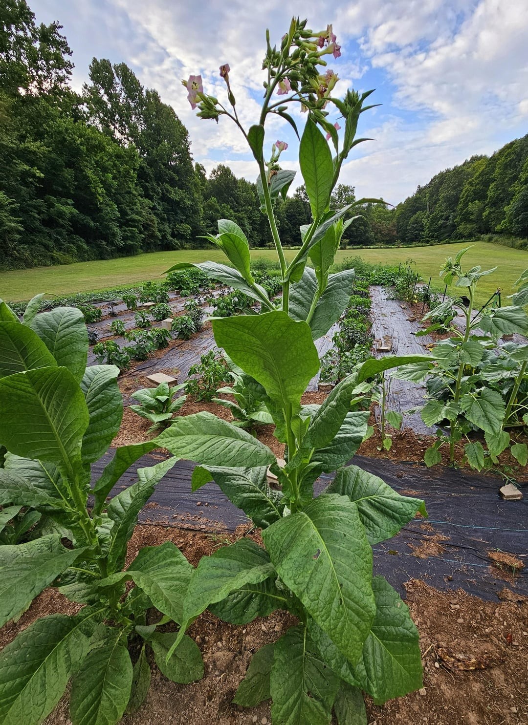Bad Apples THE BAD HABIT™ – Tobacco Seed Bomb – Erosion Fix Guerrilla Gardener